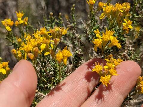 Ericameria cooperi (A. Gray) Hall resmi