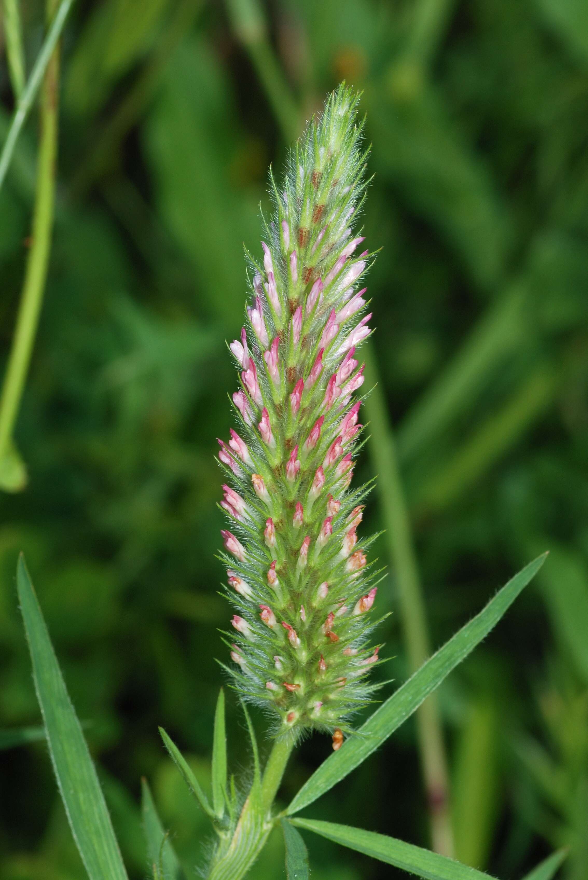 Image of Narrow Clover