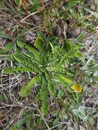 Image of Sonchus novae-zelandiae (Hook. fil.) Benth. & Hook. fil.