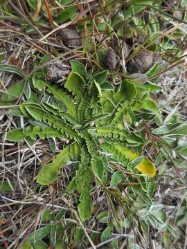 Image of Sonchus novae-zelandiae (Hook. fil.) Benth. & Hook. fil.