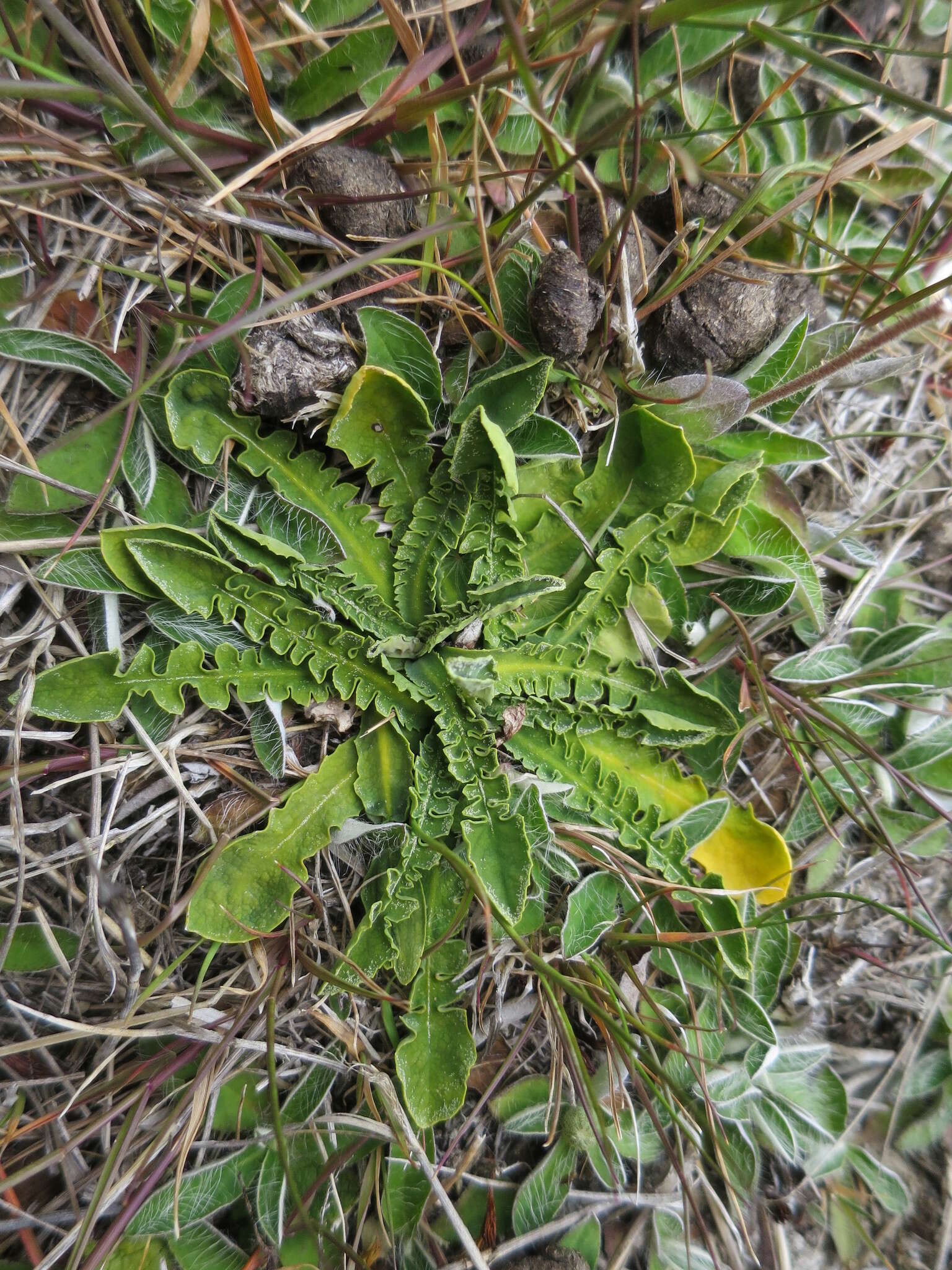 Image of Sonchus novae-zelandiae (Hook. fil.) Benth. & Hook. fil.