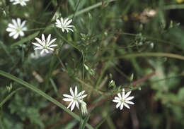 Imagem de Stellaria graminea L.