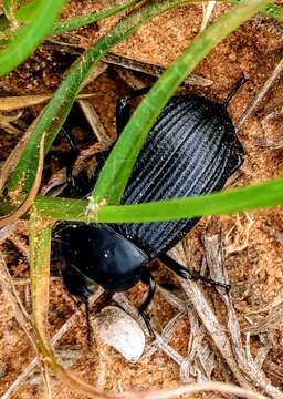 Imagem de Eleodes (Melaneleodes) pedinoides Le Conte 1858