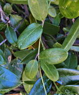 Image of Cynanchum natalitium Schltr.