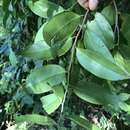Sivun Diospyros geminata (R. Br.) F. Muell. kuva