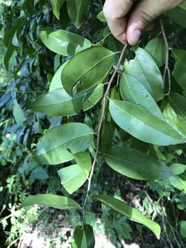 Image of Diospyros geminata (R. Br.) F. Muell.