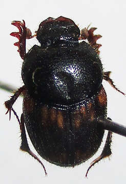 Image of Onthophagus suffusus Klug 1855