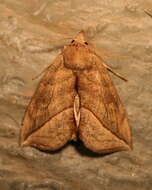 Image of Calyptra canadensis Bethune 1865