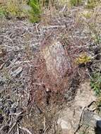 Image of Gayophytum diffusum subsp. parviflorum Lewis & Szweyk.