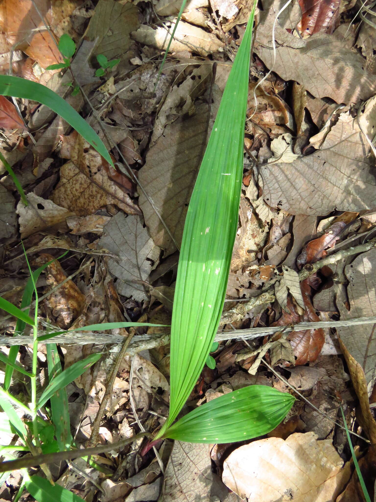 Слика од Bletia purpurea (Lam.) A. DC.