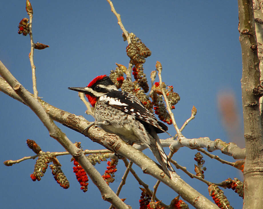 Image of Sapsucker