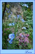 Image of common flax