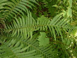 Image of ostrich fern