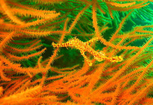 Image of Ornate ghost pipefish