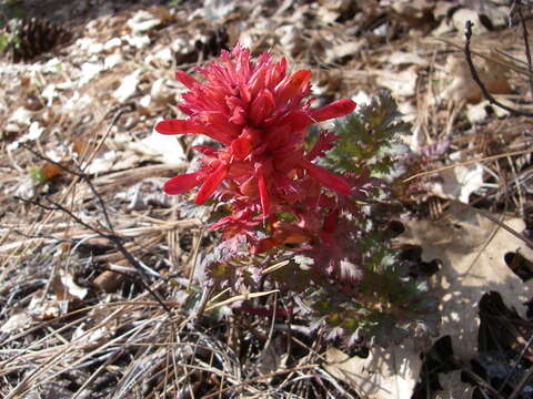 Imagem de Pedicularis densiflora Benth.