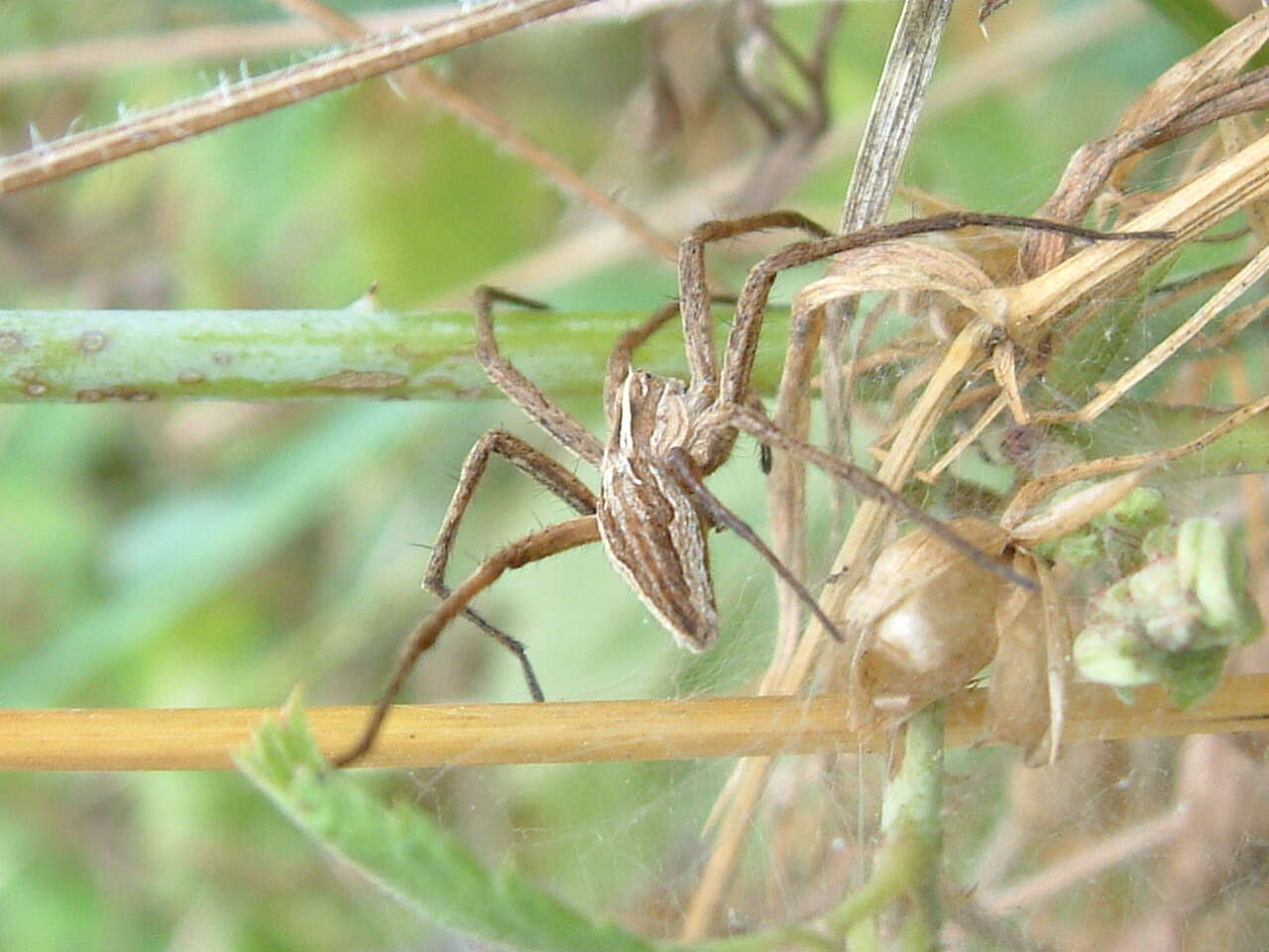 Image of Nursery-web spider