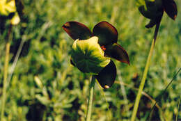 Image of purple pitcherplant