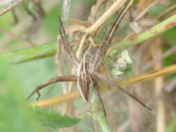 Image of Nursery-web spider