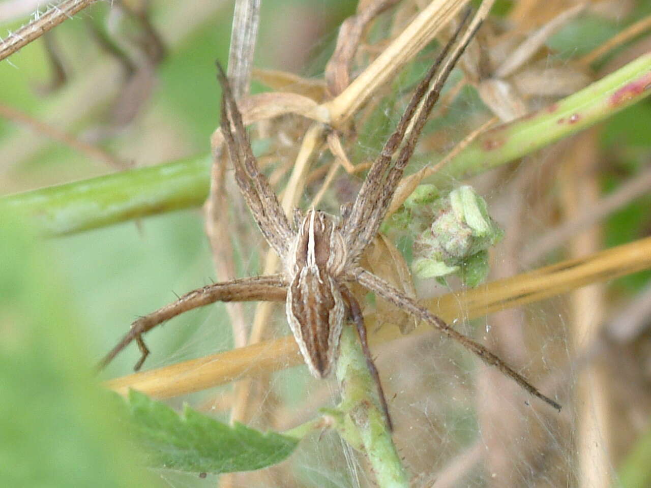 Image of Nursery-web spider