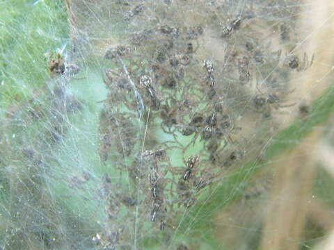 Image of Nursery-web spider