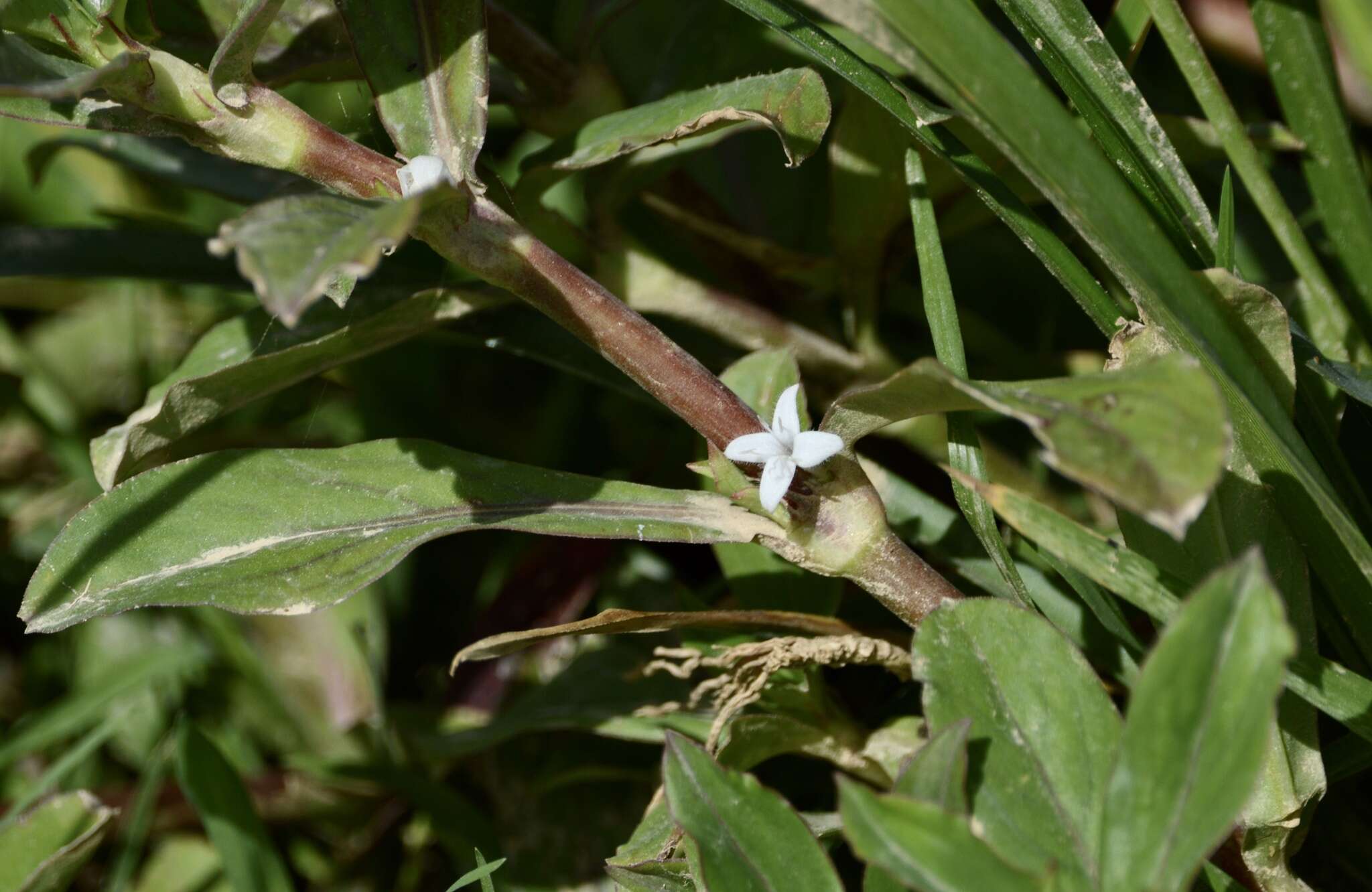Image of Diodia saponariifolia (Cham. & Schltdl.) K. Schum.