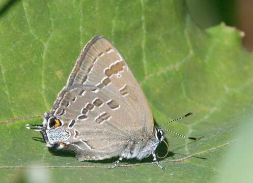 Image of hickory hairstreak