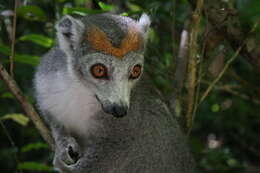 Image of Crowned Lemur