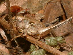 Image of dark bush-cricket