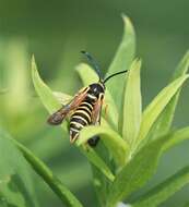 Image of Riley's Clearwing