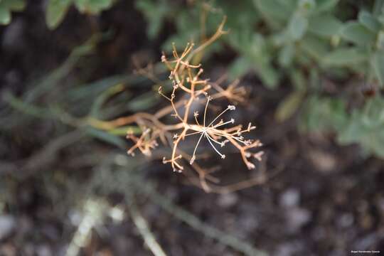 Image of Bupleurum fruticescens Loefl. ex L.