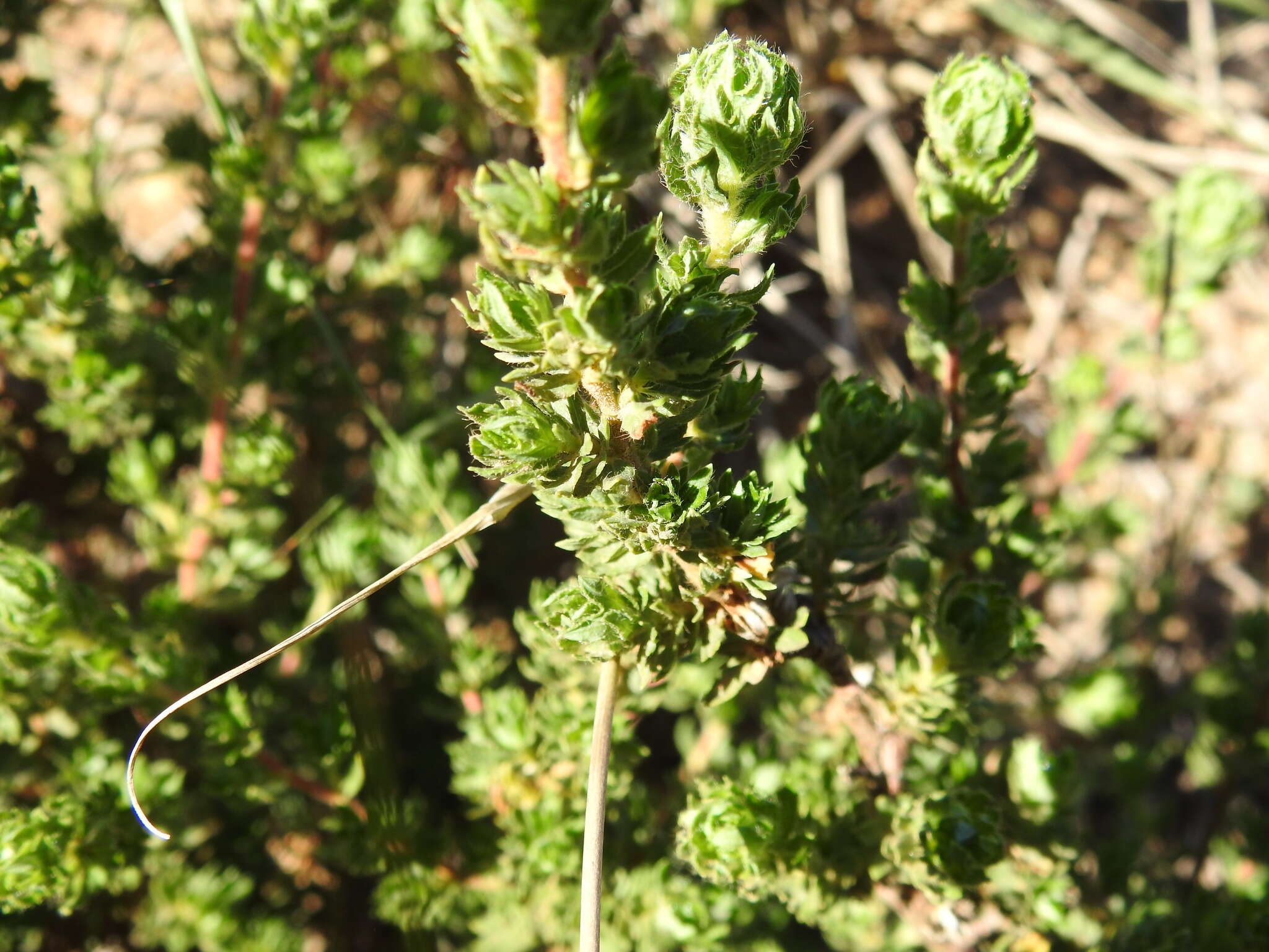 Image of Cliffortia polygonifolia L.