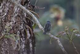 Image of Golden-chevroned Tanager