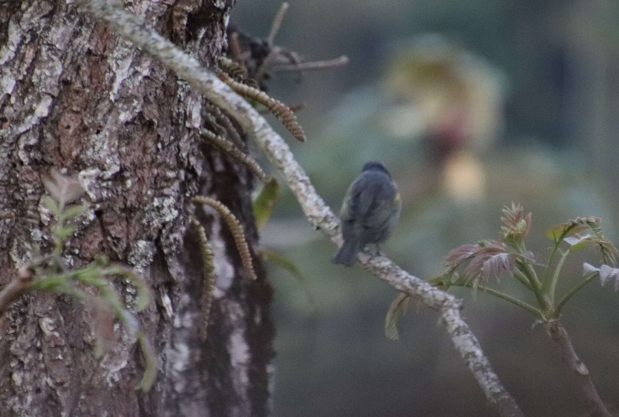 Image of Golden-chevroned Tanager