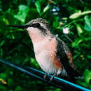 Image de Colibri à queue courte