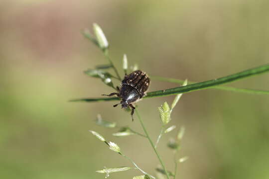 Image of Euphoria levinotata Orozco 2012