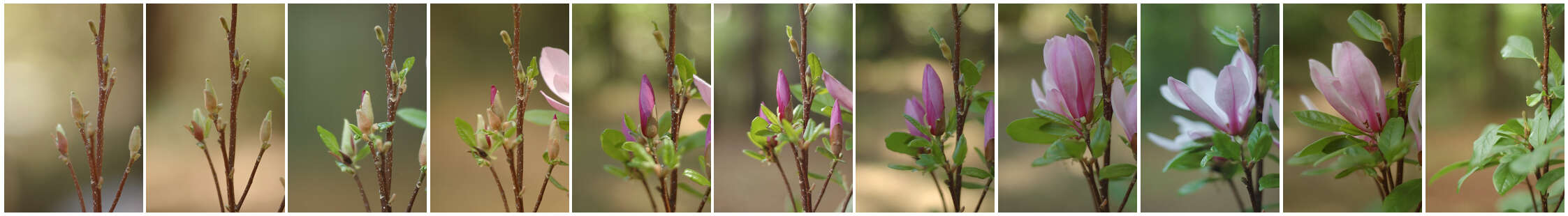 Image of Magnolia liliiflora Desr.