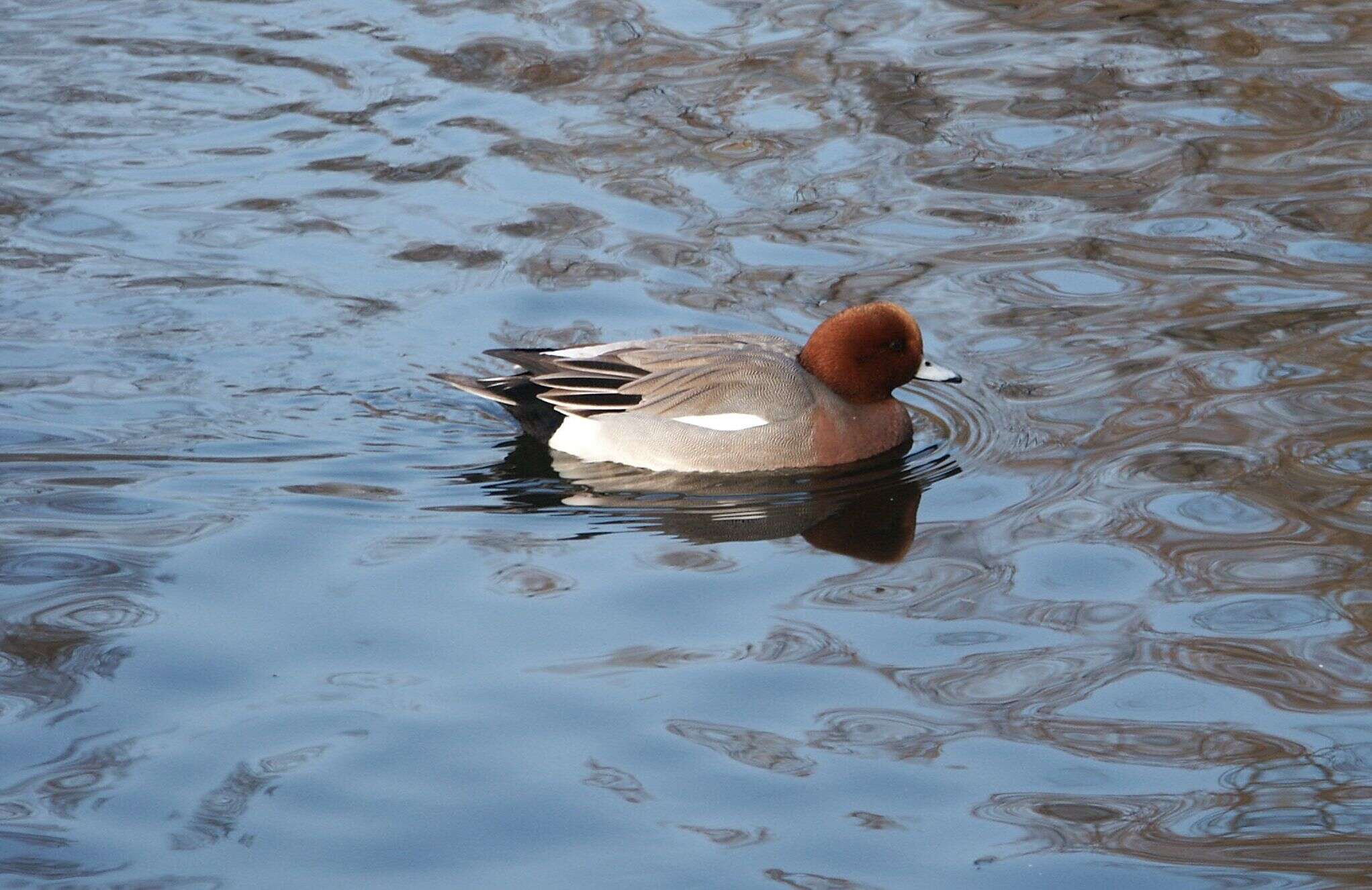 Image of Eurasian Wigeon