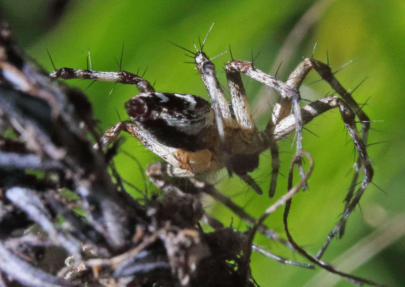 Image of Western Lynx Spider