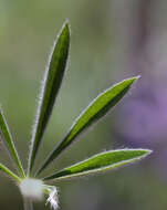 Image of Nevada lupine