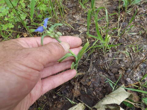 Слика од Tradescantia ohiensis Raf.