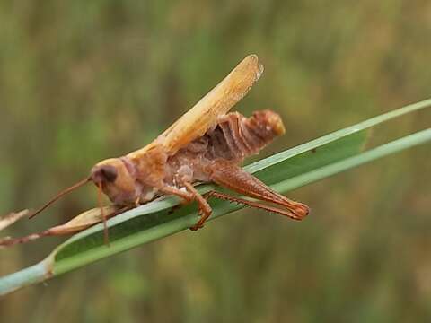 Image of Entomophaga grylli (Fresen.) A. Batko 1964