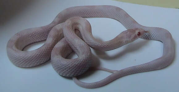 Image of Corn Snake