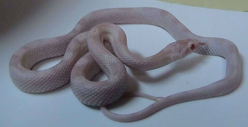 Image of Corn Snake