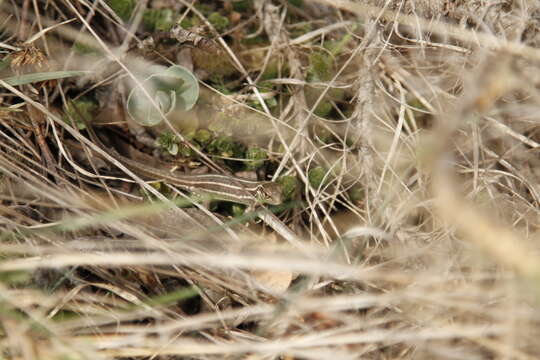 Image of Caucusus Emerald Lizard