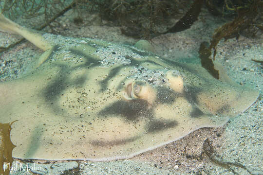 Image of Banded Stingaree