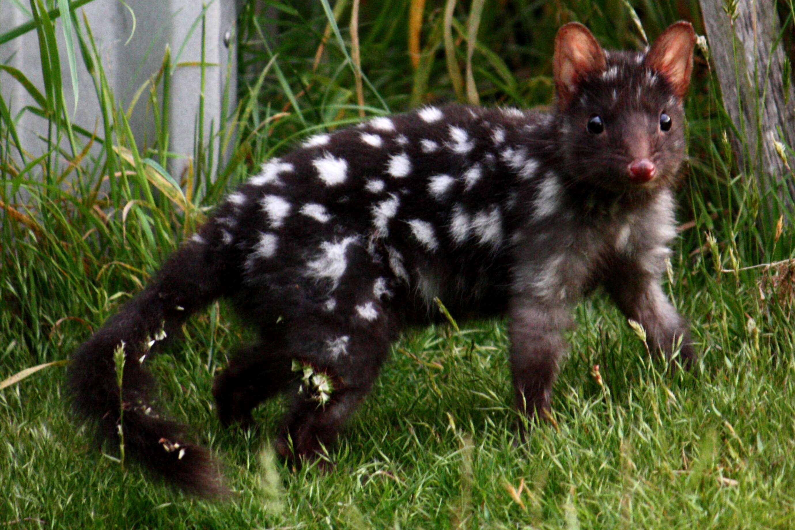 Imagem de Dasyurus viverrinus (Shaw 1800)