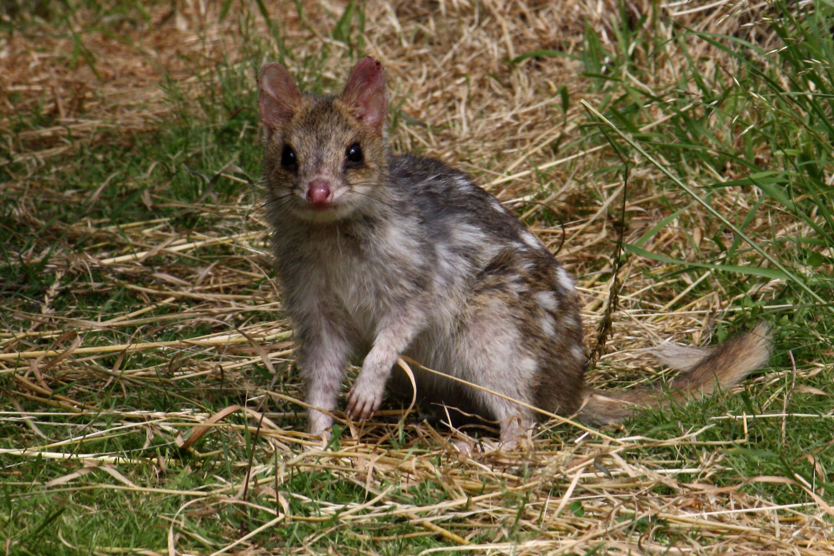 Imagem de Dasyurus viverrinus (Shaw 1800)