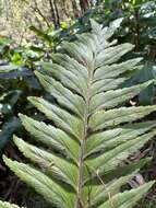 Image of Forest Spleenwort