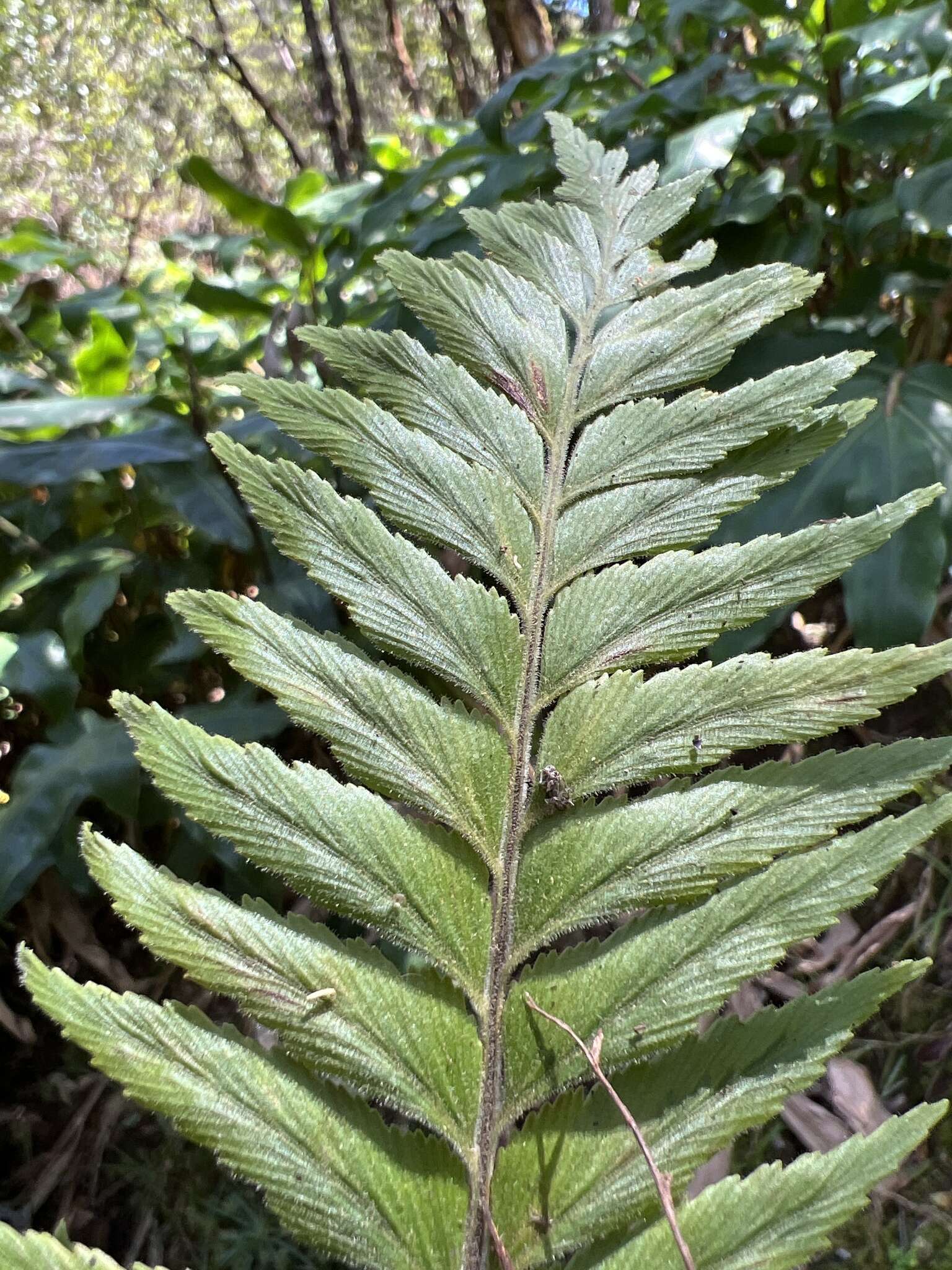 Image of Forest Spleenwort