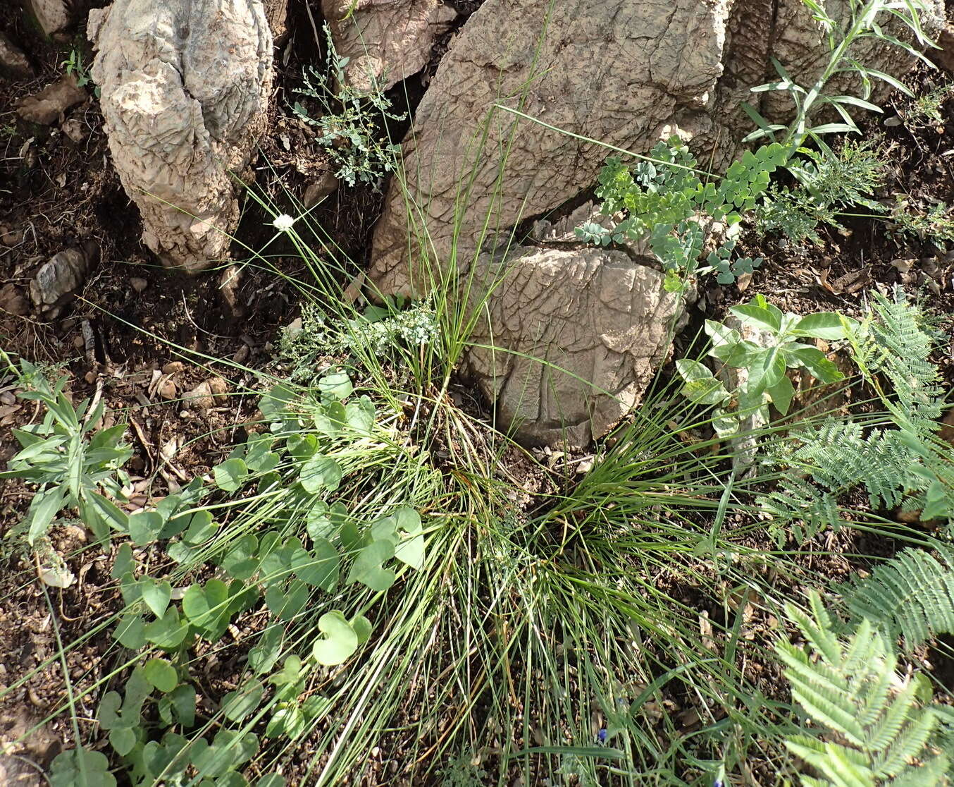 Image of Cyperus niveus var. leucocephalus (Kunth) Fosberg